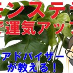 簡単風水！観葉植物「モンステラ」で運気アップする方法を風水アドバイザーがご提案。