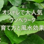 大人気ウンベラータの育て方と風水効果