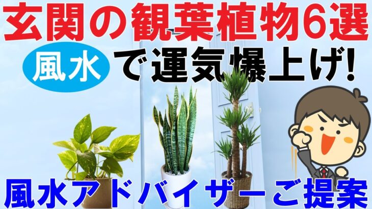 玄関の風水観葉植物【最強6選】。風水アドバイザーが選ぶとこうなった。