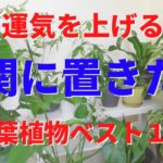 【運気を上げる】玄関に置きたい観葉植物ベスト１０。おすすめ厳選インテリア風水