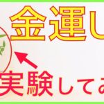 【検証】風水で金運上昇する観葉植物を飾って宝くじ買ってみた