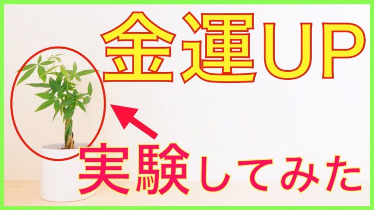 【検証】風水で金運上昇する観葉植物を飾って宝くじ買ってみた