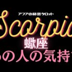 🦋恋愛タロット占い🌈蠍座♏️あなたとあの人の今現在から近未来まで💫💓訳あり／なしなど3パターン🔮カードリーディング⭐️12☆トゥエルヴ(2021/12/14）