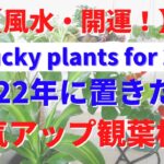 【風水】2022年に置きたい運気アップ観葉植物、一気にご紹介！家・オフィスに置くだけで、開運＆魔除け。金運、仕事運、人間関係運、家庭運が爆上がり。20 lucky plants for 2022