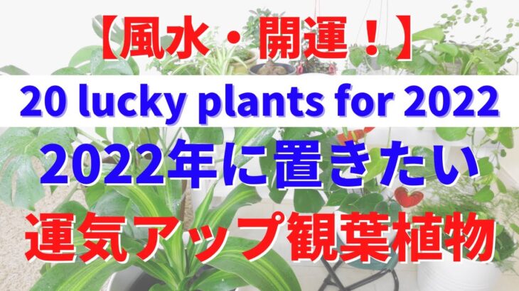 【風水】2022年に置きたい運気アップ観葉植物、一気にご紹介！家・オフィスに置くだけで、開運＆魔除け。金運、仕事運、人間関係運、家庭運が爆上がり。20 lucky plants for 2022