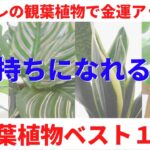 【トイレの観葉植物で金運アップ！】金運を爆上げする観葉植物厳選１０点。お金を引き寄せる風水＆お金持ちになれる秘訣｜トイレ掃除＋αで運気爆上がり♪