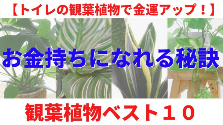 【トイレの観葉植物で金運アップ！】金運を爆上げする観葉植物厳選１０点。お金を引き寄せる風水＆お金持ちになれる秘訣｜トイレ掃除＋αで運気爆上がり♪