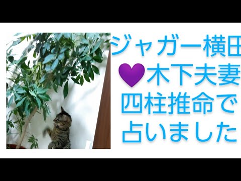 ジャガー横田💜木下夫妻を四柱推命で占いました。何故おしどり夫婦なのか。