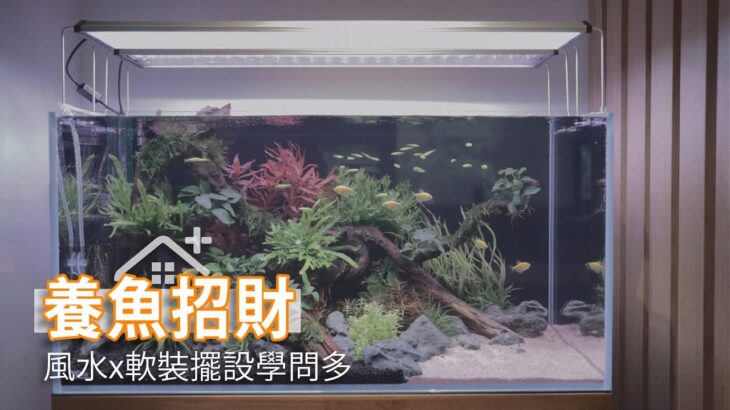 家中養魚也能招財！ 軟裝風水學問多｜魚中魚寵物水族x麻石設計｜幸福空間