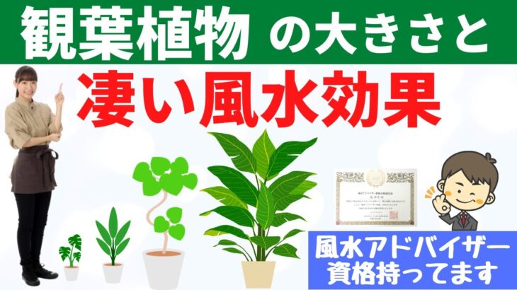 観葉植物の大きさと鉢選びと風水効果のお話し