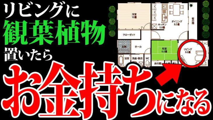 必ず置くべき！リビングの運気爆上げる　観葉植物ベスト１０　京都の風水師　天野ちえりでございます