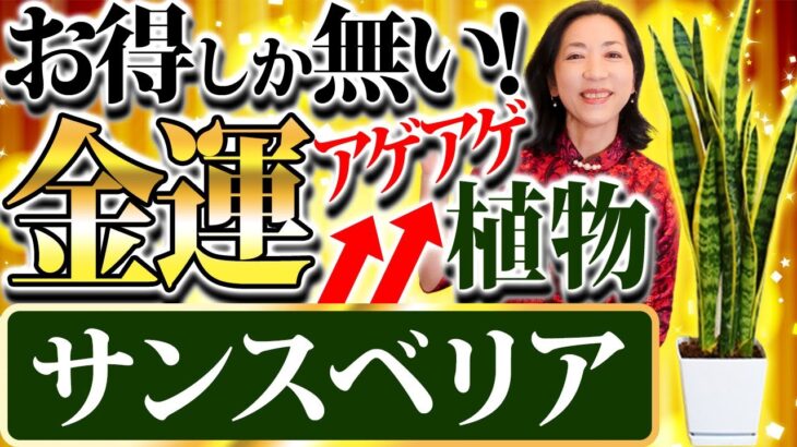 貧乏神が即死する！とてつもない金運植物　京都の風水師　天野ちえりでございます