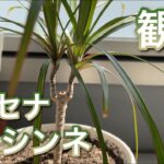 【観葉植物】冬越し後のドラセナ・コンシンネ【風水】