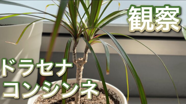 【観葉植物】冬越し後のドラセナ・コンシンネ【風水】