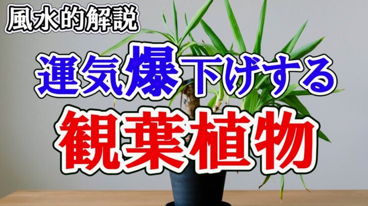 【風水的解説】あなたが置いている観葉植物は大丈夫ですか？正しい観葉植物を置かなければ逆に運気を爆下げする原因になります！！