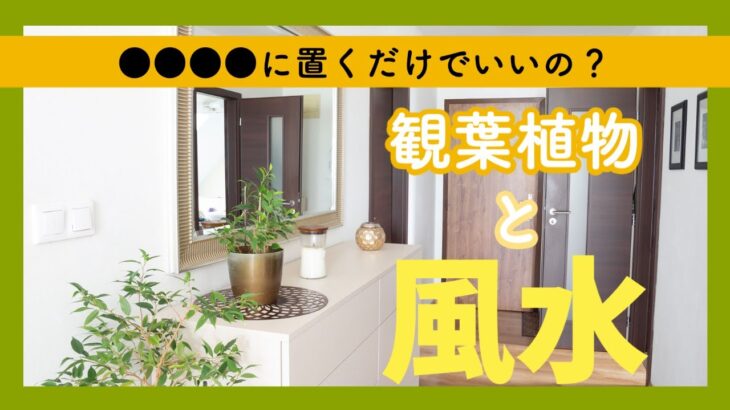 【風水】運気アップに良い観葉植物5選!運気を高める場所とは!?効果別のオススメでご紹介!!