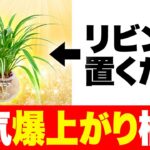 運気徹底改善　リビングにおくべき専用植物！