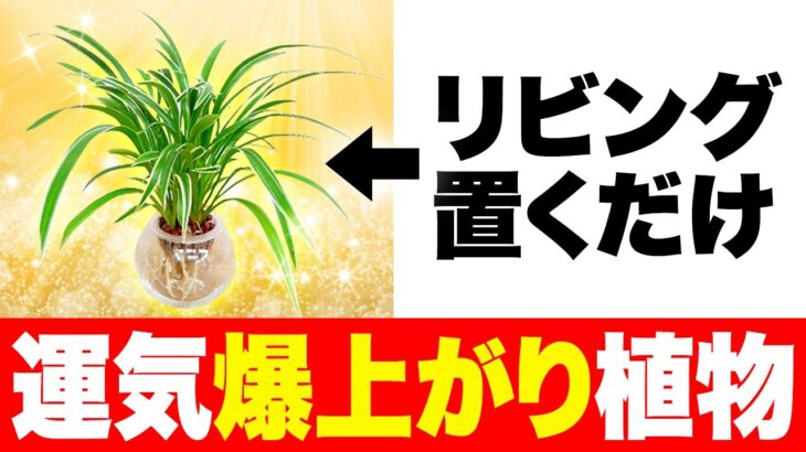 運気徹底改善　リビングにおくべき専用植物！