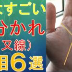 【手相占い】すごい二又線（枝分かれ線）６選！太陽線・財運線・運命線・感情線・知能線・生命線別に解説