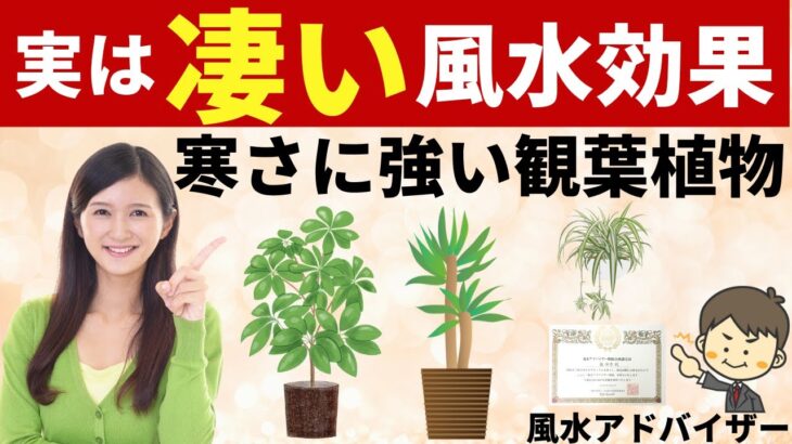 【寒さに強い観葉植物8選】とその凄い風水効果