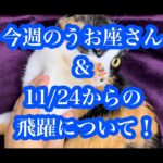 ついに来た飛躍の時！今週のうお座さん & 11/24からの飛躍について！It’s finally time to make the leap! Pisces & Leap from 11/24!