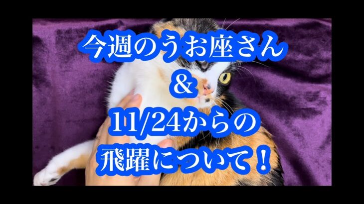 ついに来た飛躍の時！今週のうお座さん & 11/24からの飛躍について！It’s finally time to make the leap! Pisces & Leap from 11/24!