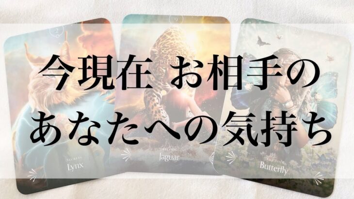 【恋愛】今現在のお相手のあなたへの気持ち🦋💕【タロットオラクルルノルマンリーディング】🍀🐢