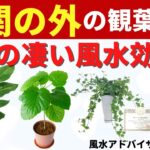 【玄関の外の観葉植物8選】凄い風水効果で運気が上がる！