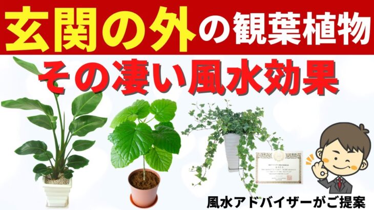 【玄関の外の観葉植物8選】凄い風水効果で運気が上がる！