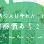 【忖度なし本格鑑定🔮】あの人は私に恋愛感情ありますか？｜激辛注意｜🌶好きなの？どうなの？｜恋愛タロット占い