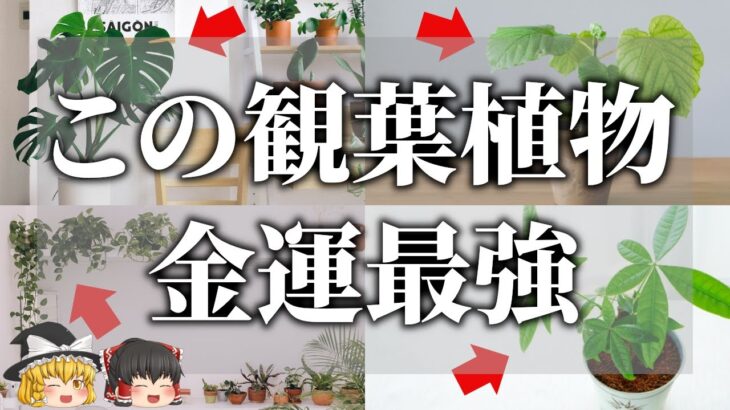 【ゆっくり解説】2023年風水最強アイテム！置くだけで金運が爆上がりする観葉植物７選｜風水インテリア観葉植物で金運アップ！