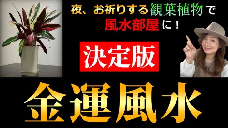 【決定版】毎日が開運日！お部屋の金運風水７選　本当は教えたくないスゴイ観葉植物をご紹介。財運、仕事運、人間関係にも。龍や神棚、パワースポット、盛り塩等たちまち風水部屋になるインテリアのアイデアが満載。