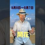 【風水、八白土星、8月の運勢】2023年、突然の●●が怖い　#shorts