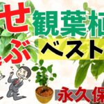 幸運を呼ぶ！【風水観葉植物ベスト１０】