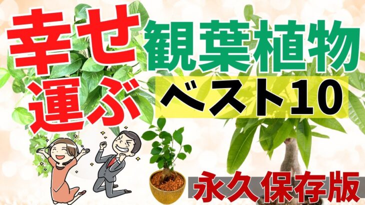 幸運を呼ぶ！【風水観葉植物ベスト１０】