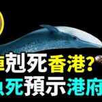 【字幕】風水豪：蛇陣剋死香港？鯨魚死預示港府亡？