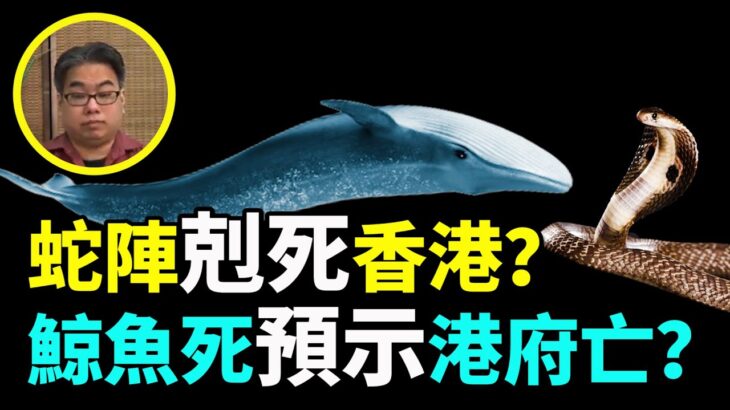 【字幕】風水豪：蛇陣剋死香港？鯨魚死預示港府亡？