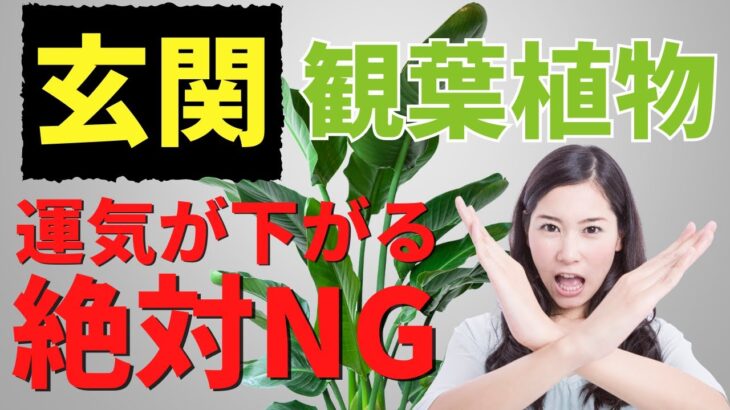 【玄関の観葉植物のNG】これやると運気が下がります