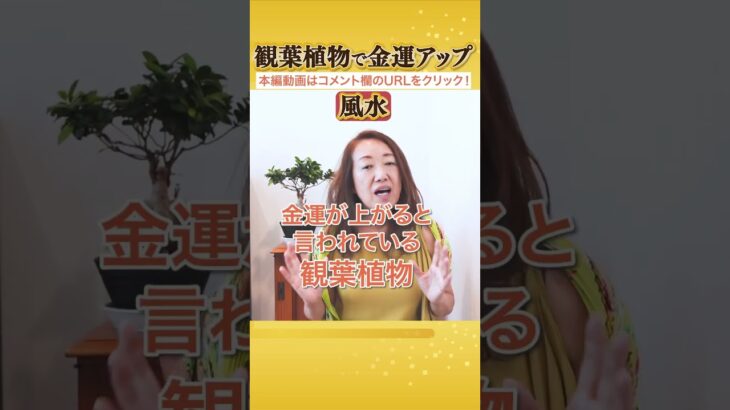 【風水 観葉植物】風水鑑定で観葉植物は金運アップに関係ありません