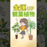 金運アップ最強の観葉植物ベスト5【風水アドバイザーがご提案】#shorts