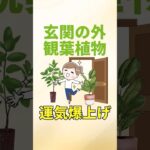 【玄関の外で運気爆上げ】観葉植物ベスト5#shorts  #開運のコツ
