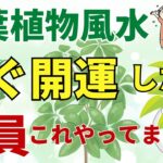 【観葉植物風水】すぐ開運する人の共通点！風水アドバイザーご紹介