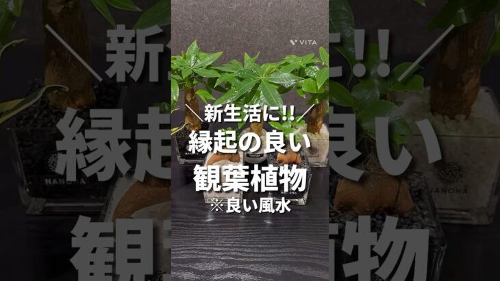 【良い風水】新生活に縁起の良い観葉植物✨️#観葉植物 #観葉植物のある暮らし #観葉植物育て方 #観葉植物インテリア #ガジュマル #パキラ #サンスベリア #植物 #植物のある暮らし #風水