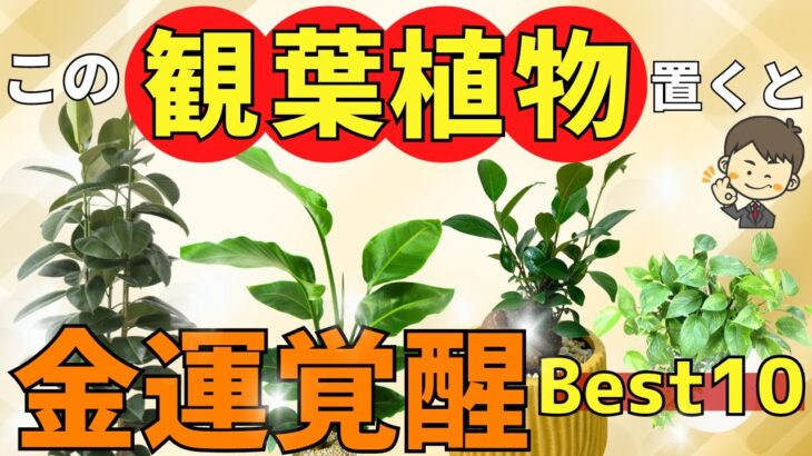 【金運アップ】最強の観葉植物ベスト10を風水アドバイザーご紹介