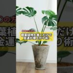 〇〇の方位に観葉植物を置くだけで金運爆上がり術#風水 #金運 #金運アップ #建築 #八納啓創