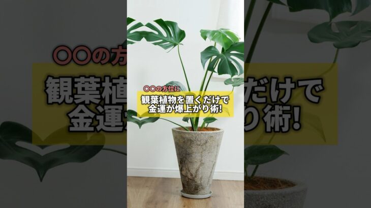 〇〇の方位に観葉植物を置くだけで金運爆上がり術#風水 #金運 #金運アップ #建築 #八納啓創