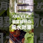 【4月おすすめ】観葉植物の風水効果🪴#観葉植物 #観葉植物インテリア #観葉植物のある暮らし #観葉植物育て方 #ガジュマル #パキラ #サンスベリア #風水