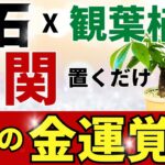 玄関に置くだけ！金運覚醒【観葉植物 x ●●】風水アドバイザーがご提案