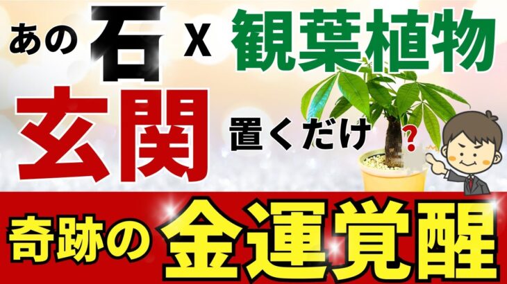 玄関に置くだけ！金運覚醒【観葉植物 x ●●】風水アドバイザーがご提案