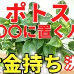 ポトスを●●に置くだけでお金持ち【風水アドバイザーがご紹介】